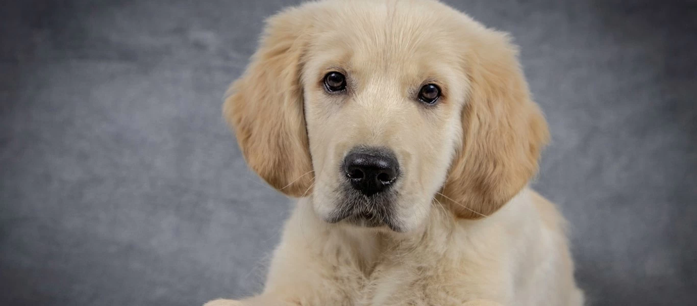 Ουαλία: Γυναίκα βρήκε τον χαμένο σκύλο της την Πρωτοχρονιά μετά από 8 χρόνια